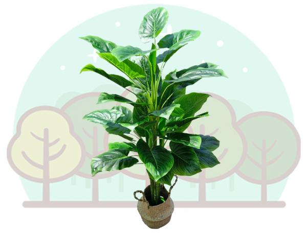 알로카시아 2포트