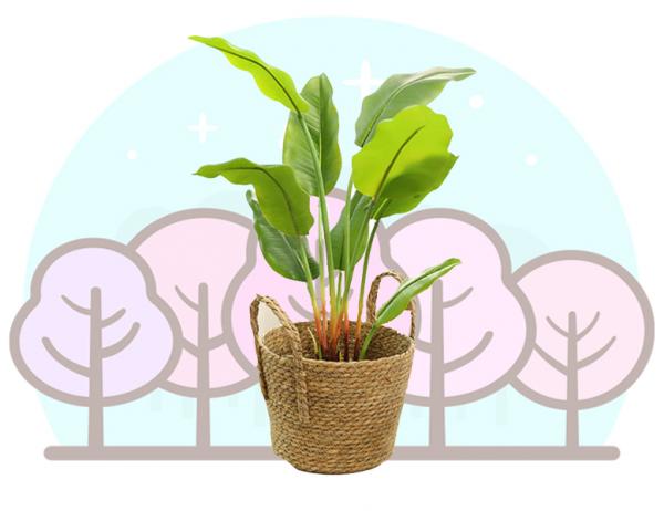 헬리코니아 극락조 1포트