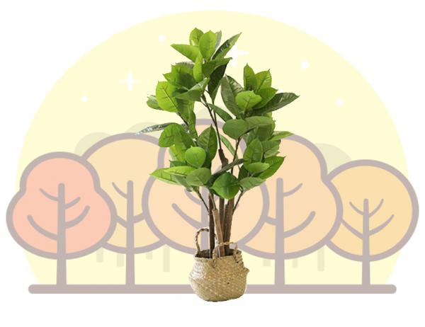 뱅갈 고무나무 1포트