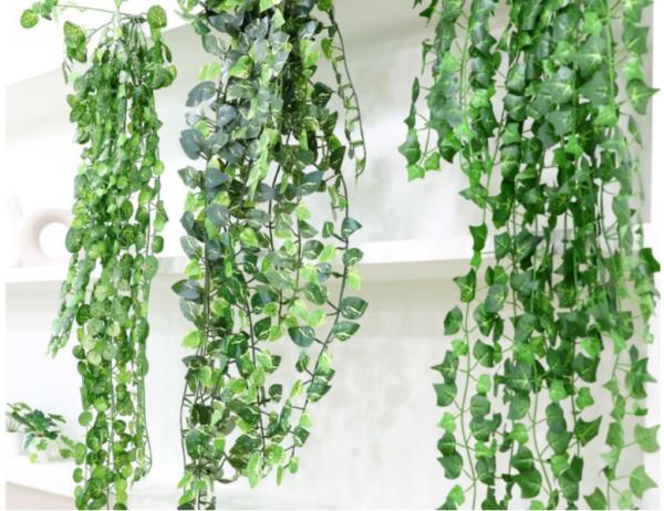 담쟁이 넝쿨 [5줄기]