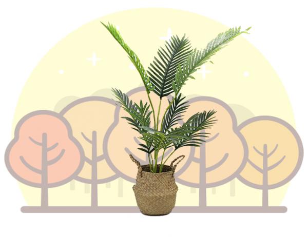 아레카 야자나무 1포트