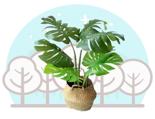 몬스테라 1포트